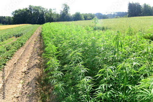 Hanfpflanze - Heilmittel - Hemp
