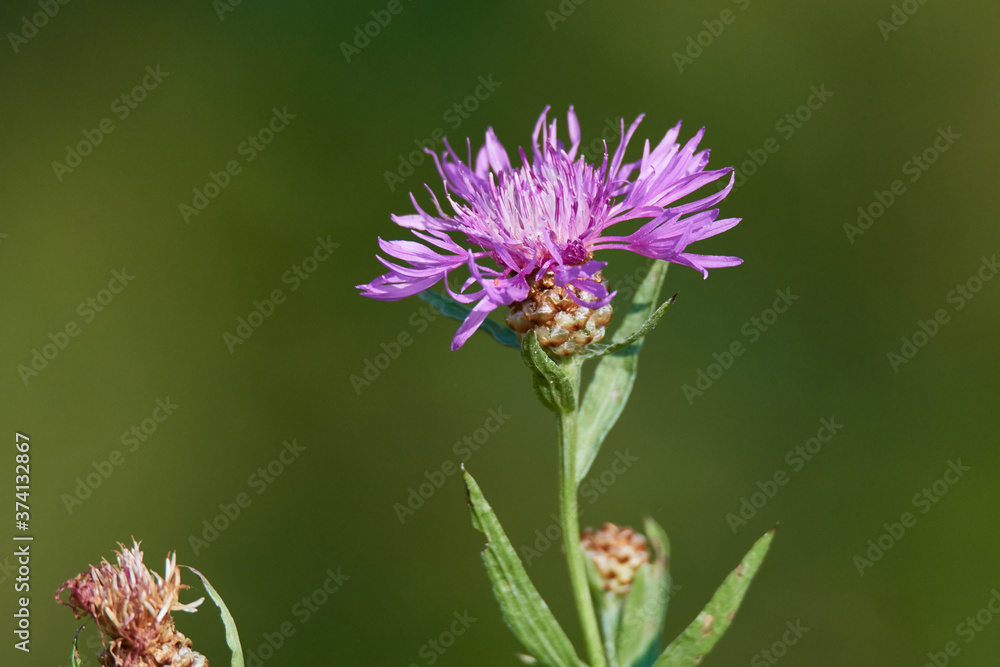 Fototapeta premium Wiesen-Flockenblume (Centaurea jacea)