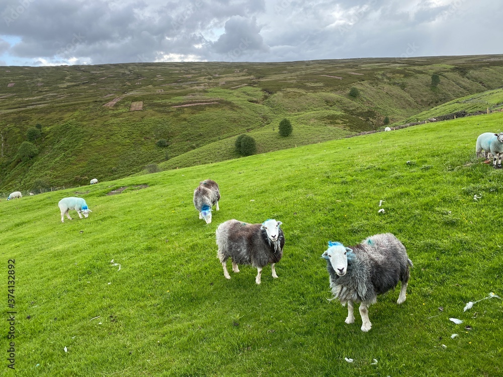 Sheep on the hills, on a cloudy day on, Two Laws Road, Queensbury, Bradford, UK Sheep on the hills, on a cloudy day on, Two Laws Road, Queensbury, Bradford, UK