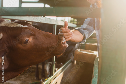 Fotografie cropped view of rancher touching nose of brown cow on dairy farm, selective focu