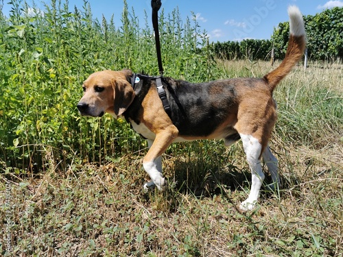 Go for a walk with the dog - beagle harrier - animal - beagle loves food and fields