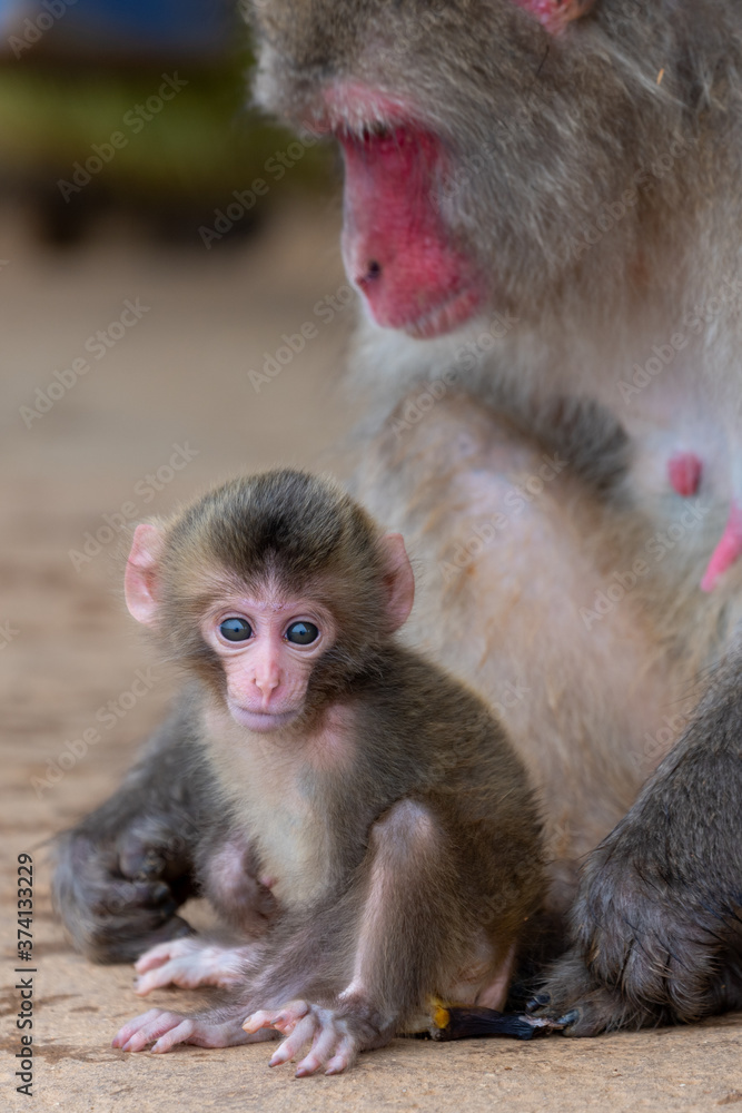 Japanese macaque in Arashiyama, Kyoto.
A baby monkey and a mother monkey. Japanese macaque in Arashiyama, Kyoto.
A baby monkey and a mother monkey.