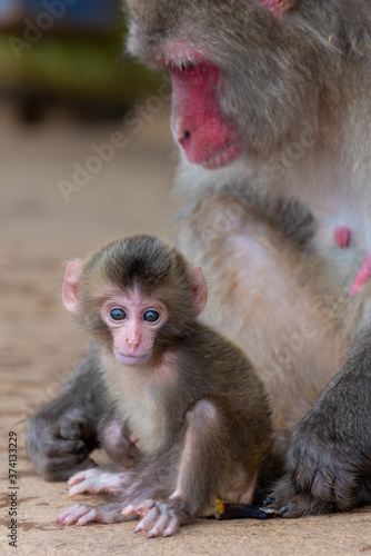 Japanese macaque in Arashiyama, Kyoto. A baby monkey and a mother monkey. © exs