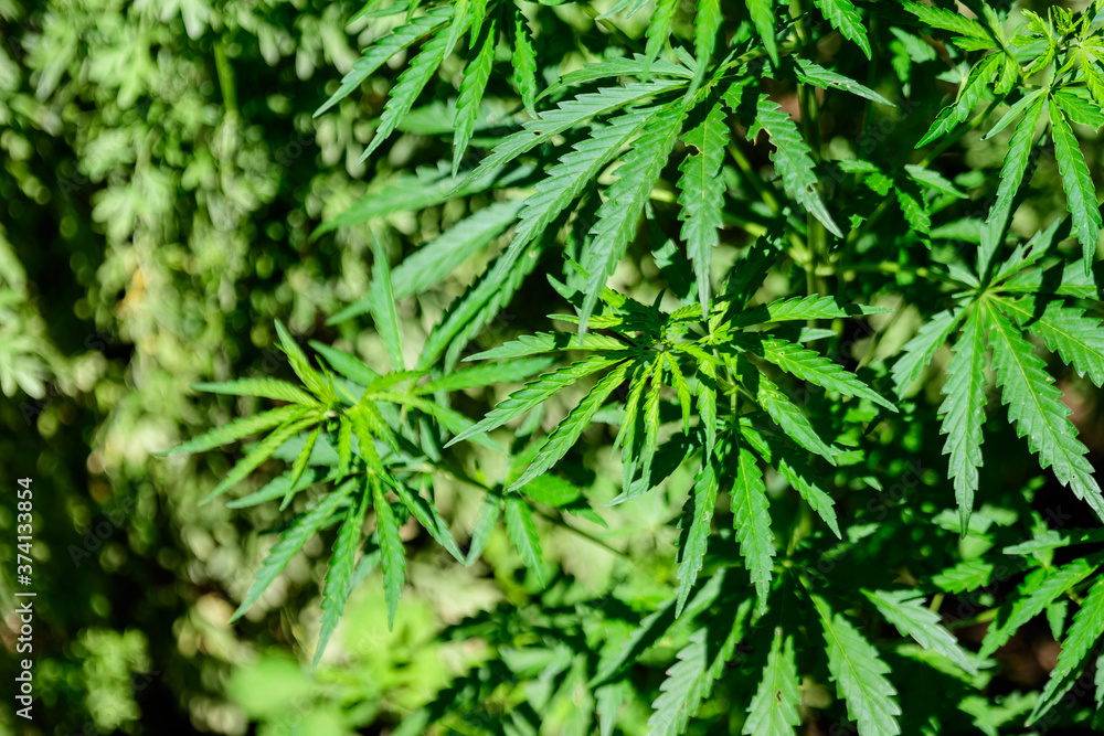 Fresh green organic hemp or cannabis leaves cultivated in an urban garden, in a summer day, beautiful outdoor monochrome green background photographed with soft focus, urban gardening. Fresh green organic hemp or cannabis leaves cultivated in an urban garden, in a summer day, beautiful outdoor monochrome green background photographed with soft focus, urban gardening.