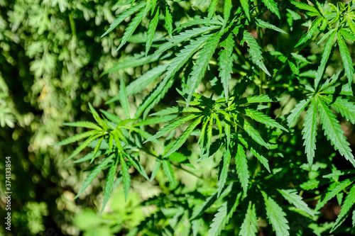 Fresh green organic hemp or cannabis leaves cultivated in an urban garden, in a summer day, beautiful outdoor monochrome green background photographed with soft focus, urban gardening.
