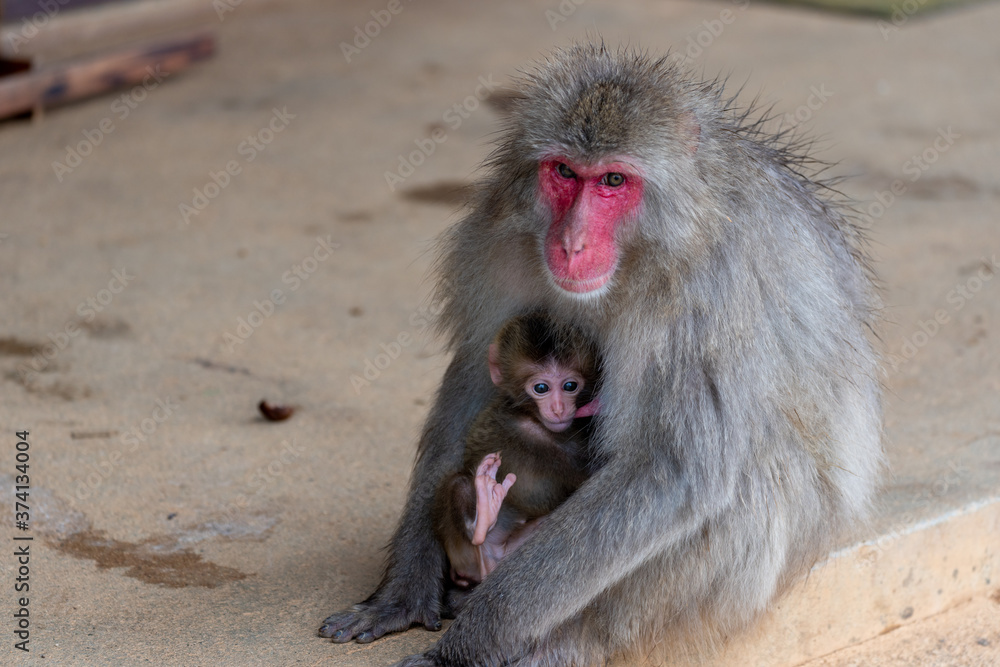 Naklejka premium Japanese macaque in Arashiyama, Kyoto. A baby monkeys are drinking breast milk.