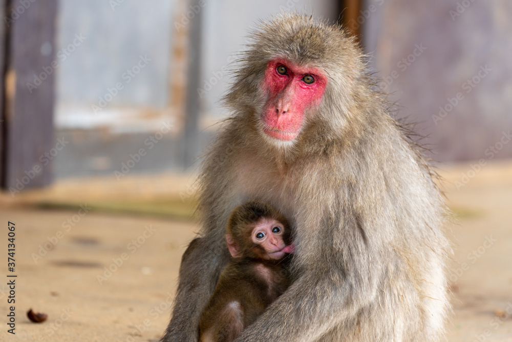 Japanese macaque in Arashiyama, Kyoto.
A baby monkeys are drinking breast milk. Japanese macaque in Arashiyama, Kyoto.
A baby monkeys are drinking breast milk.