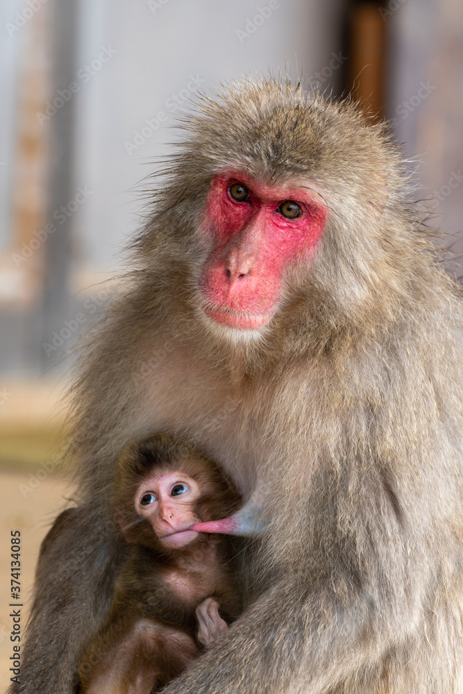 Naklejka premium Japanese macaque in Arashiyama, Kyoto. A baby monkeys are drinking breast milk.