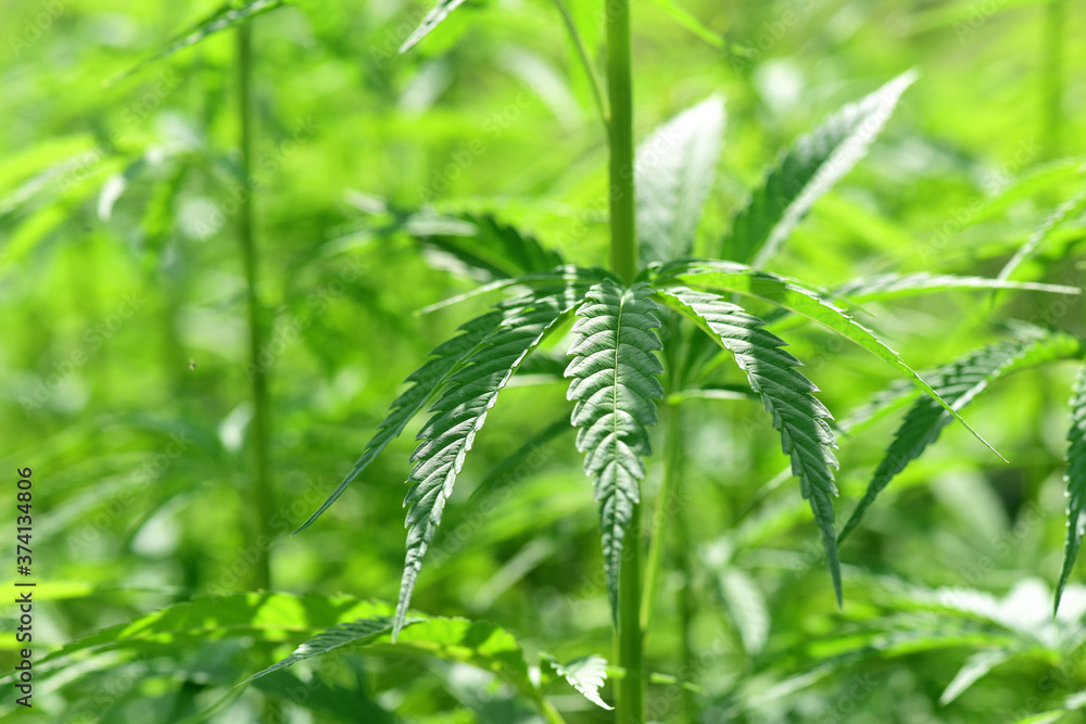 Naklejka premium Hanfpflanze - Heilmittel - Hemp