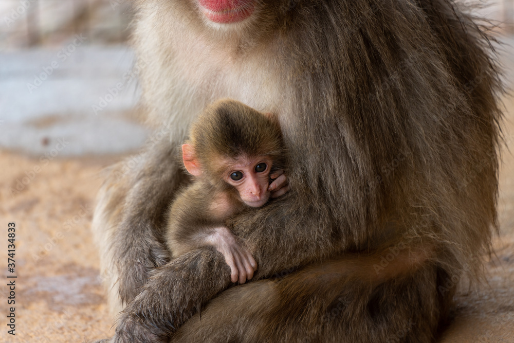 Japanese macaque in Arashiyama, Kyoto.
A mother monkey is holding a baby monkey. Japanese macaque in Arashiyama, Kyoto.
A mother monkey is holding a baby monkey.