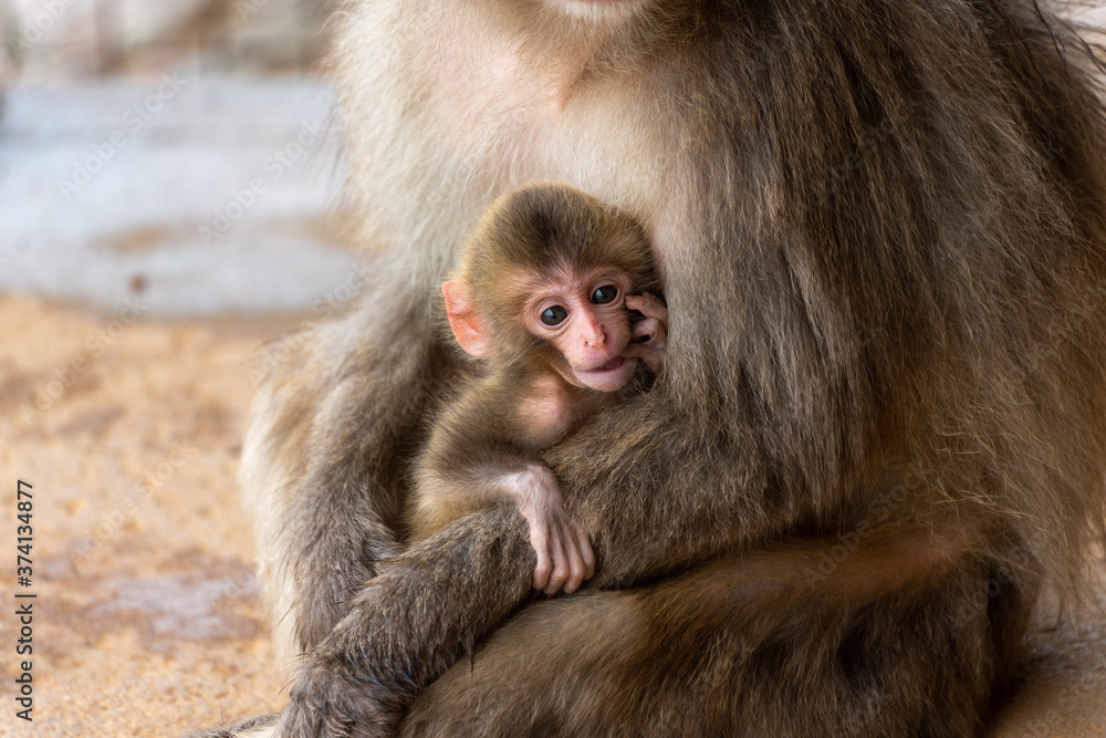 Naklejka premium Japanese macaque in Arashiyama, Kyoto. A mother monkey is holding a baby monkey.