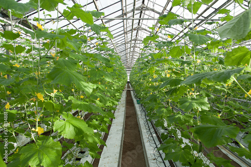 interior of a large glass industrial greenhouse for growing cucumbers
