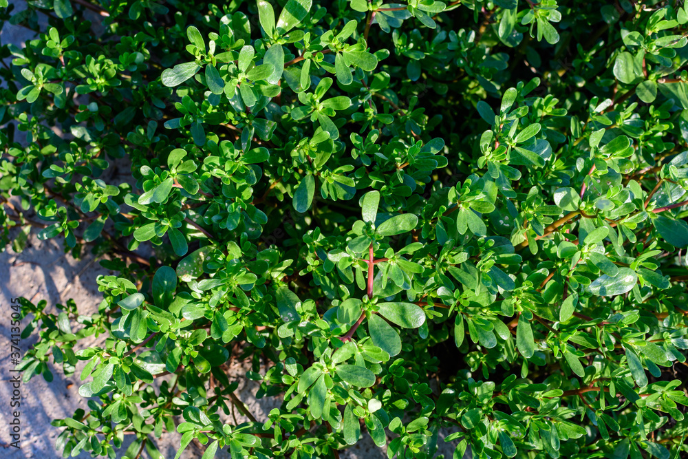 Many vivid green fresh leaves of Portulaca oleracea plant, commonly known as purslane, duckweed, little hogweed or pursley, in a garden in a sunny summer day, beautiful outdoor floral background . Many vivid green fresh leaves of Portulaca oleracea plant, commonly known as purslane, duckweed, little hogweed or pursley, in a garden in a sunny summer day, beautiful outdoor floral background .