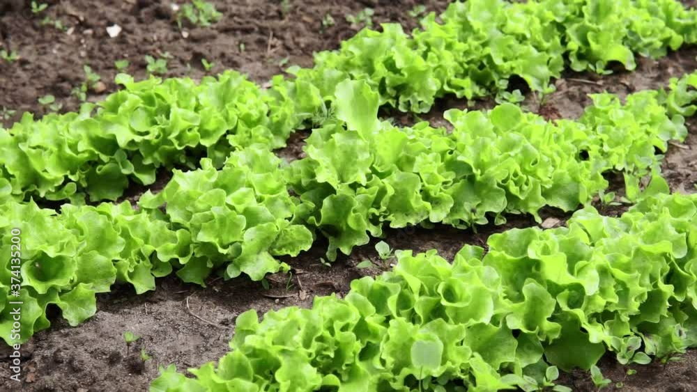 Fresh salad leave in the Organic farm, selective focus, Young bright green lettuce salad growing. Fresh salad leave in the Organic farm, selective focus, Young bright green lettuce salad growing.