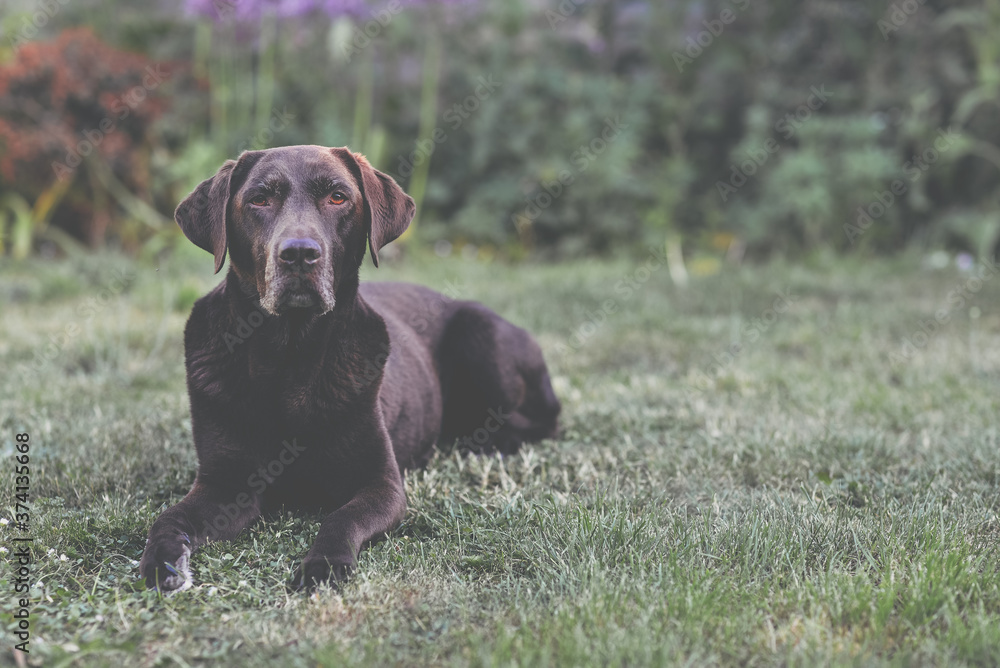 Chocolate Lab in Lilac Garden Chocolate Lab in Lilac Garden