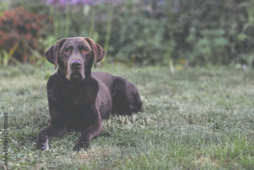 Chocolate Lab in Lilac Garden