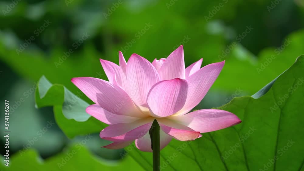 pink lotus flower blooming in garden pond pink lotus flower blooming in garden pond