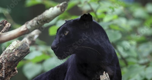 Black panther in the forest