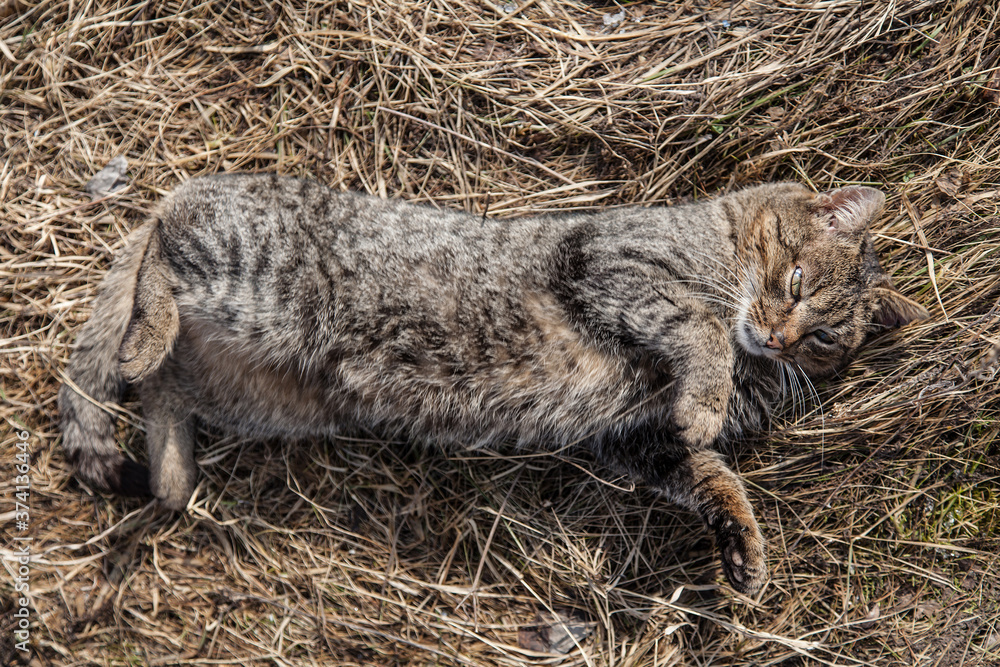 Tabby gray cat lying in old grass Tabby gray cat lying in old grass