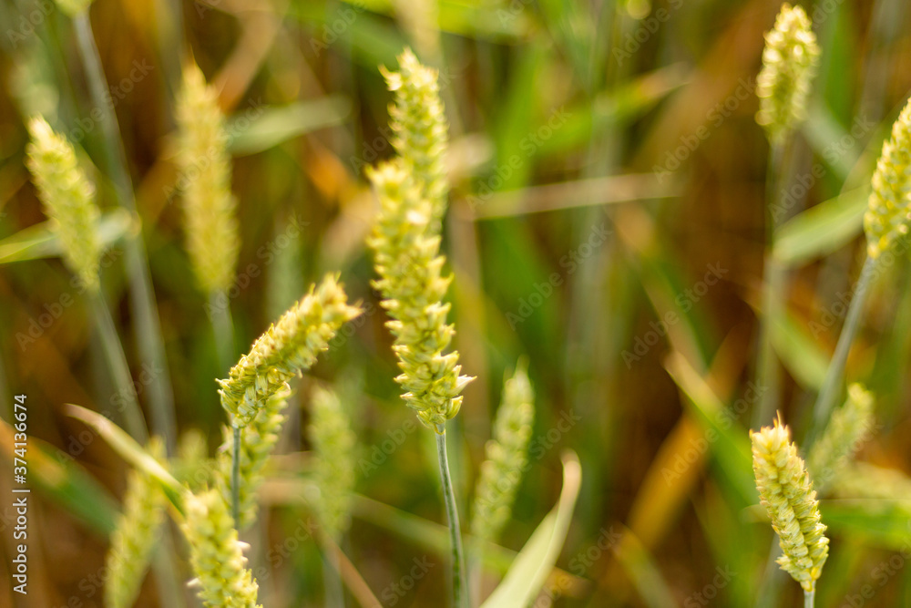 legumes vert petit pois blé graine legumes vert petit pois blé graine