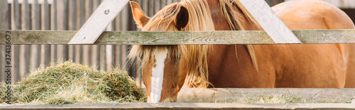 horizontal image of brown horse with white spot on head eating hay from manger