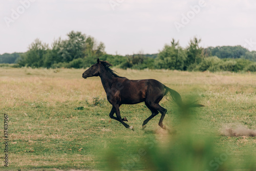 side view of brown horse running on grassy pasture  selective focus