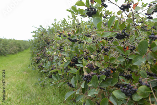 Aroniabeeren am Strauch - Aronia  melanocarpa