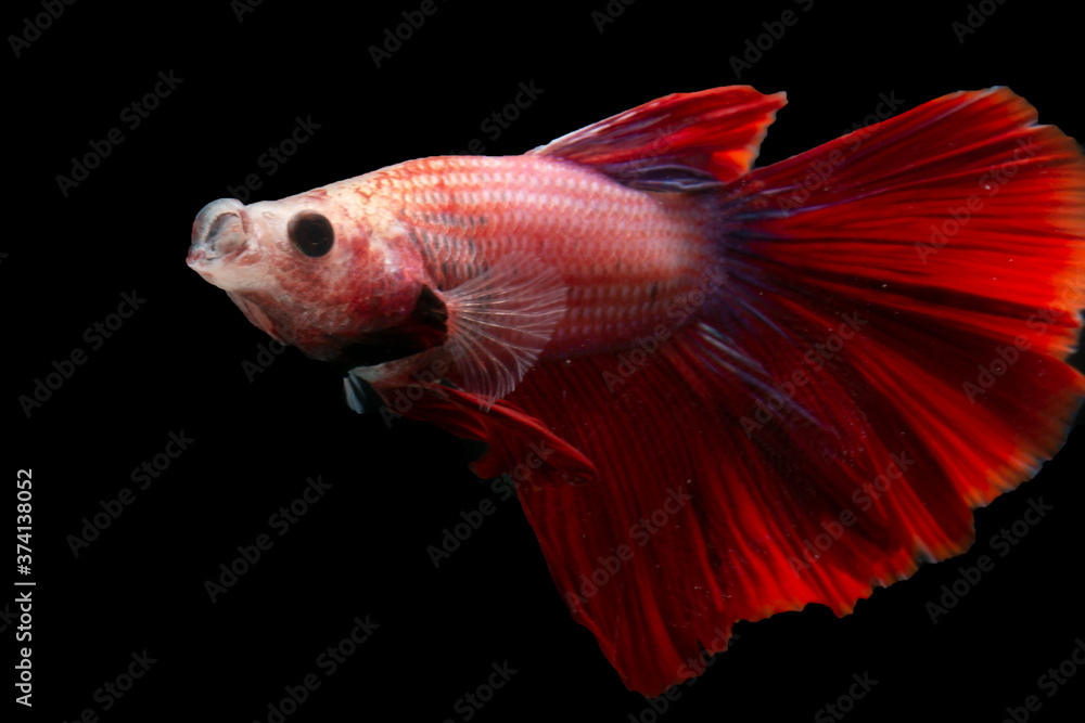 Fototapeta premium siamese fighting fish isolated on black