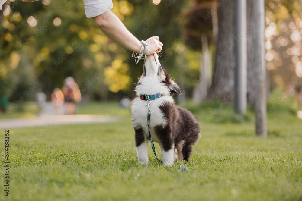 Little dog with owner spend a day at the park playing and having fun Little dog with owner spend a day at the park playing and having fun