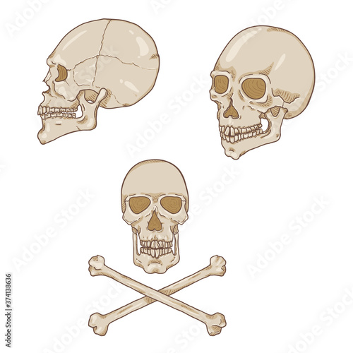 Vector Set of Cartoon Skull Illustrations