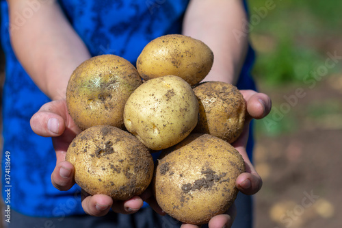A young farmer holds fresh organic potatoes in his hands. Harvesting, farming and farming in rural areas