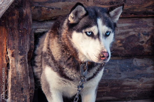 Portrait of a husky in a wooden kennel
