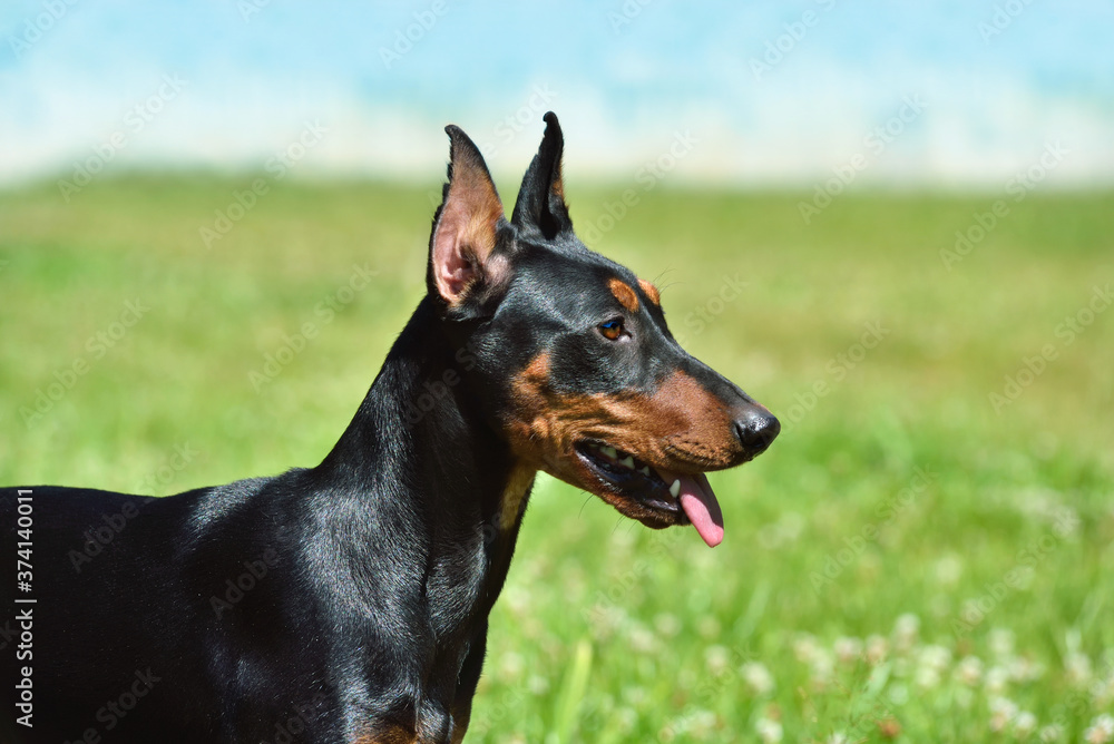 German Pinscher on green background German Pinscher on green background