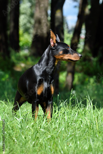 Beautiful German Pinscher