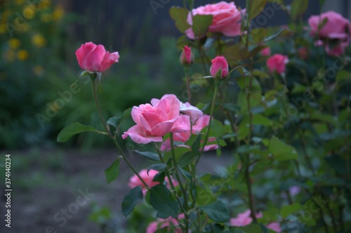 pink flowers in the garden