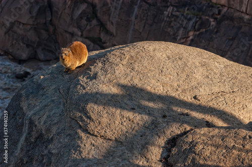 Hyrax on a rock at the Augrabies Waterfalls