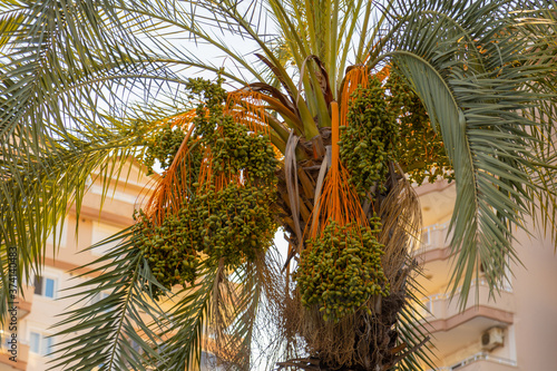 Dates palm tree on the street as a decoration. © Garmon