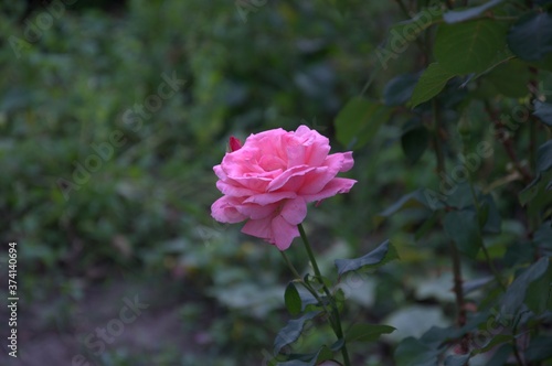 pink roses in a garden