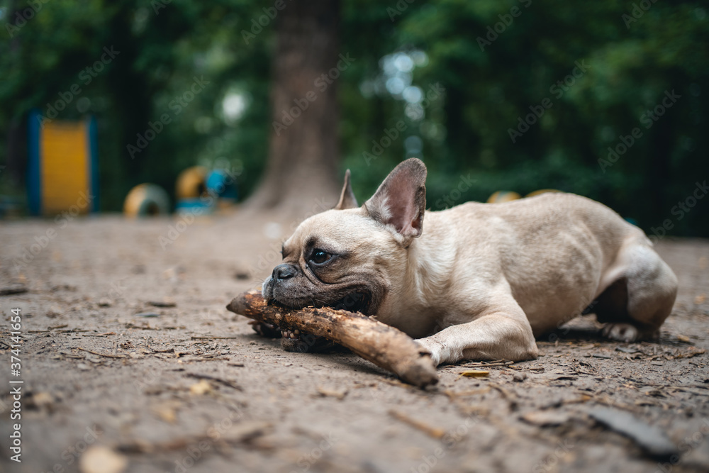 Obraz premium young playful french bulldog dog play with wooden stick in summer park