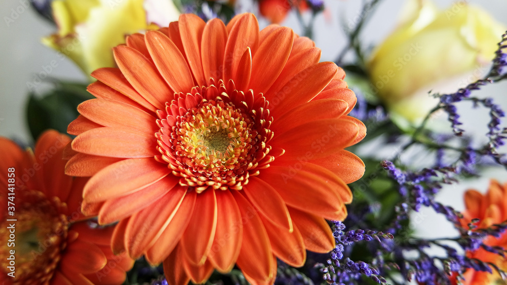 Gerbera Gerbera