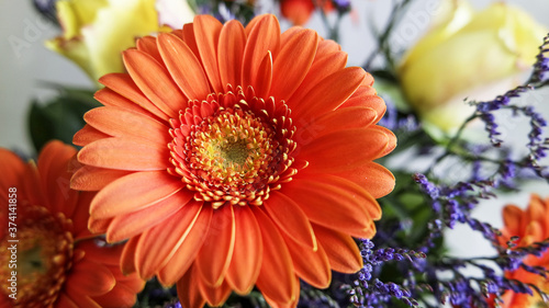  Gerbera