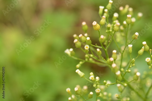 Canadian Horseweed (Conyza canadensis) photo