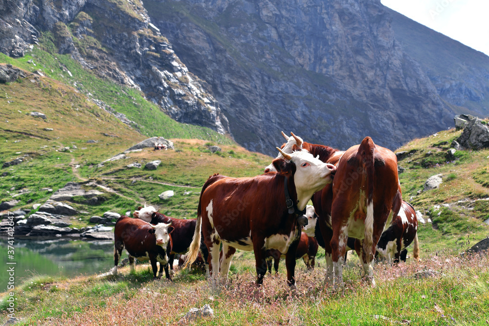 Grazing cows in the high mountains