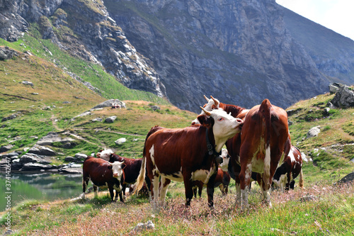Grazing cows in the high mountains
