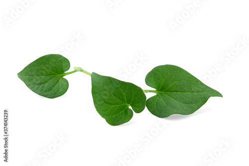 Plu Kaow leaf (Houttuynia cordata Thunb.) isolated on white background