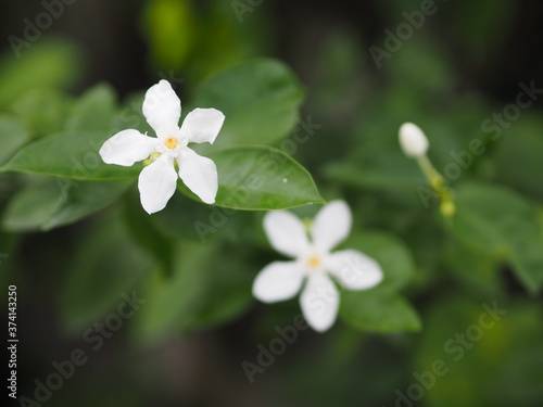 White flower Murraya paniculate paniculata blooming in garden on blurred nature background