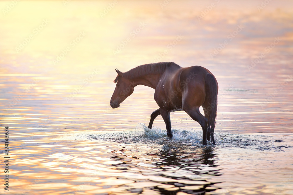 Bay stallion walk in water at sunlight Bay stallion walk in water at sunlight