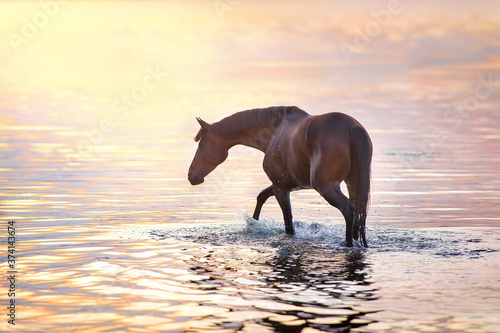 Bay stallion walk in water at sunlight