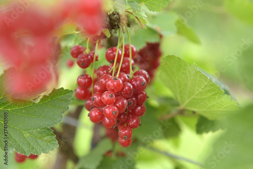 Rote Johannisbeeren am Strauch