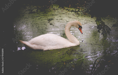 the swan is swimming across the green lake